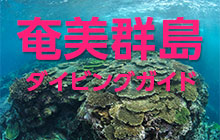 奄美群島(奄美大島・喜界島・徳之島・沖永良部島・与論島)ダイビングガイド