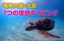 絶対行きたくなる！ 奄美大島・北部で叶える7つの理想ダイビング