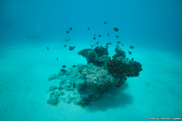 真っ白な砂地は水深も浅く、陽射しが射し込むと自分の影ができるほど