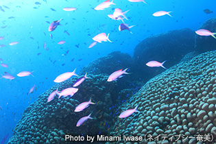 龍郷エリア（北部）の内湾ですら青い！　内湾なので濁ることもあるのだが、これで外洋側に行ったらどんなに青いんだろう