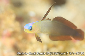 こちらはアケボノハゼとハタタテハゼのハイブリッド