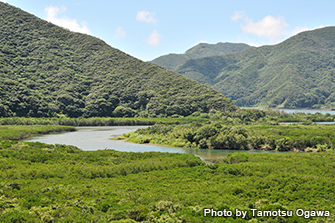 奄美大島中部、住用町のマングローブは国内で2番目の広さを誇る