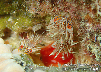 甲殻類派にはたまらない湾内。こちらは「コーラルガーデン」にいたトゲツノメエビ