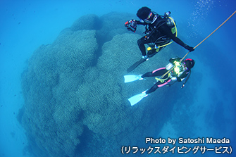 国内最大級のコモンシコロサンゴの群生は「大仏サンゴ」にて