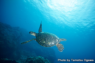 奄美大島北部はウミガメも多い