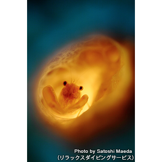 「山本スペシャル」にてカイメンカクレエビの仲間