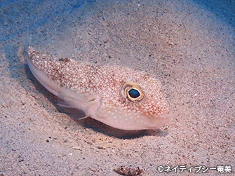 ミステリーサークルはこのアマミホシゾラフグが作っている