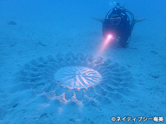 大きさは直径2mにもなる。小さな体で見事に造り上げる