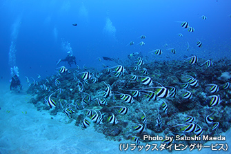 色鮮やかなムレハタタテダイの群れ。癒しスポット