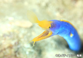 鮮やかな体色のハナヒゲウツボはこのスポットの常連