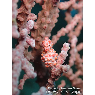 卵を抱え、お腹が膨らんだ個体も