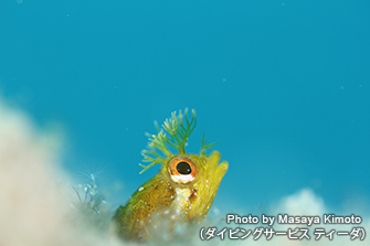 とてもキュートなハダカコケギンポは、現在3個体居ついている