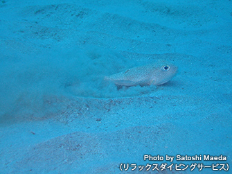 おなか下にある尻ビレを使い、上手に溝を掘っていくアマミホシゾラフグ