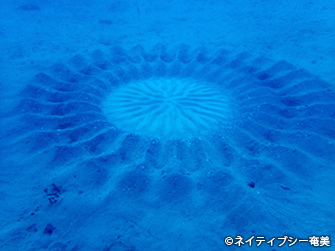 アマミホシゾラフグは直径2mほどの産卵床を、5~6日間かけて作り上げる