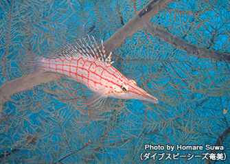 格子柄がかわいらしいクダゴンベ