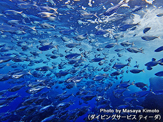 これだけ群れると迫力もたっぷりのギンユゴイの群れ