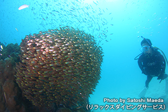 ぴったりとくっついて密度が濃いキンメモドキのゴールデンボール