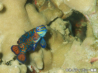 2尾寄りそう姿がかわいらしいニシキテグリ