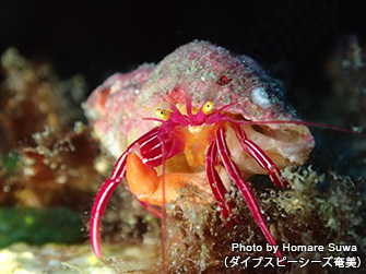 2尾寄りそう姿がかわいらしいニシキテグリ