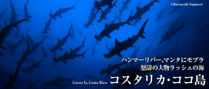 ハンマーリバー、マンタにモブラ　怒濤の大物ラッシュの海　コスタリカ・ココ島 
