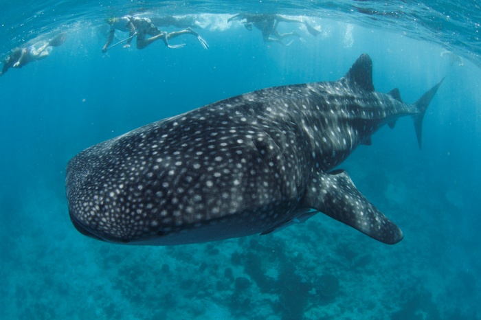 王道ルートで会える世界最大の魚類、ジンベエザメ