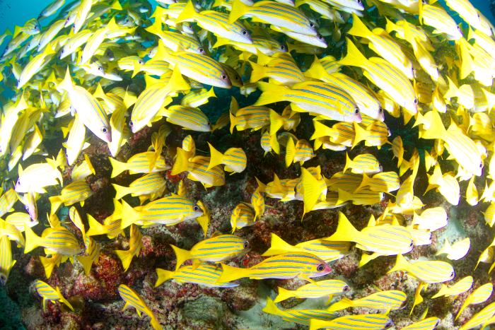 ヨスジフエダイがこれでもか!というぐらい群れているスポットも王道ルートに