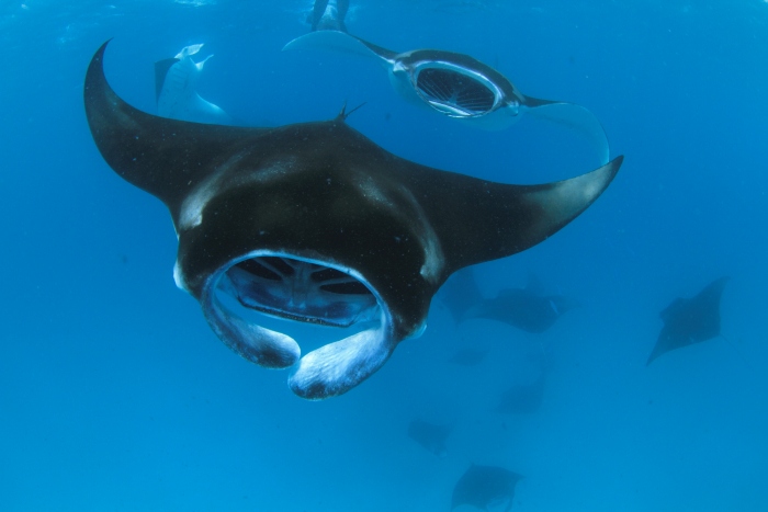 マンタトレインと呼ばれるシーンも狙える!