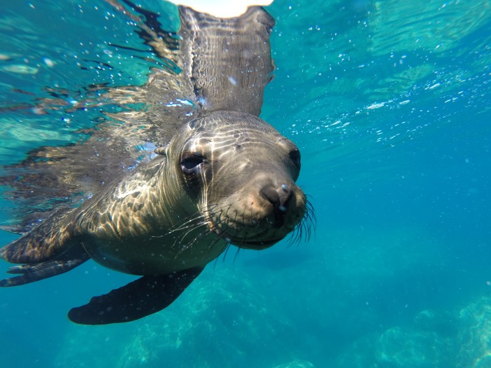 毎年9月から11月頃までは赤ちゃんアシカが! 好奇心たっぷりに「遊ぼ♪」といわんばかりにダイバーに近寄ってきます