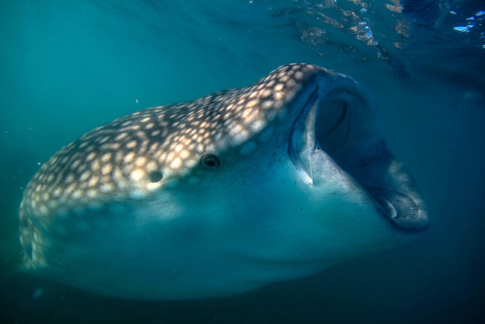 ジンベエザメが現れることも!