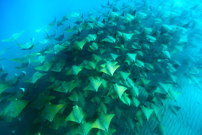 6月の「モブラ&シャチサファリクルーズ」では、迫力たっぷりなモブラの超大群が期待できます