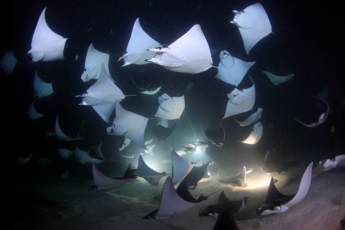 暗闇に何十尾ものモブラがライトに向かってやってくる様は圧巻です