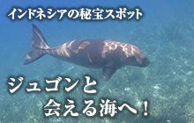 インドネシアの秘宝スポット・アロール島でジュゴンと会う