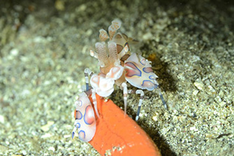 フリソデエビも被写体待ちをほとんどせずに撮れるでしょう