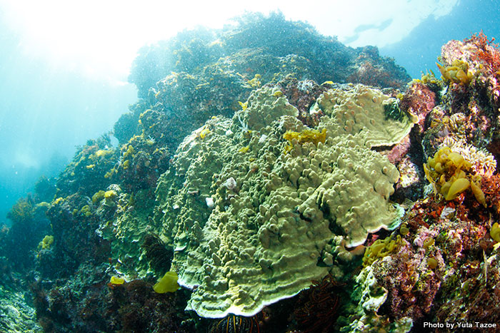 「『伊豆は海藻だらけ…』『伊豆って岩だらけでしょ』。ノンノン！　サンゴありますからっ♪　伊東でサンゴ探してみてください！」と撮影した田副さん