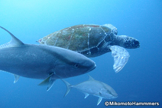 大物回遊魚とウミガメのコラボ!