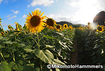 日野のヒマワリ畑