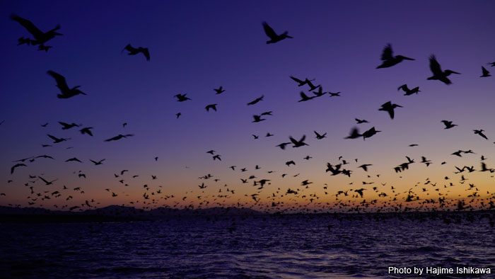 海面におびただしい鳥の群れ「鳥山」があったら、その下にストライプドマーリンの餌となるイワシやサバの大群がいる