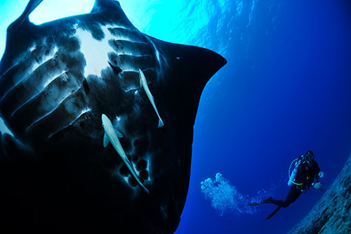 世界一のラグーンとブラックマンタ！ニューカレドニア・ダイビング完璧ガイド
