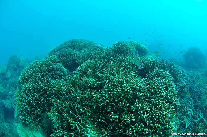 サンゴ礁には数え切れないほどの生物たちが棲む