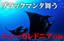 ブラックマンタに固有種たち。ニューカレドニアの海で会える生き物ガイド