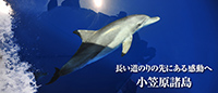 長い道のりの先にある感動へ 小笠原諸島
