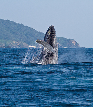 毎年、繁殖のためケラマ諸島を訪れるザトウクジラ。大ジャンプ=ブリーチを披露してくれることもある。写真提供/座間味ホエールウォッチング協会