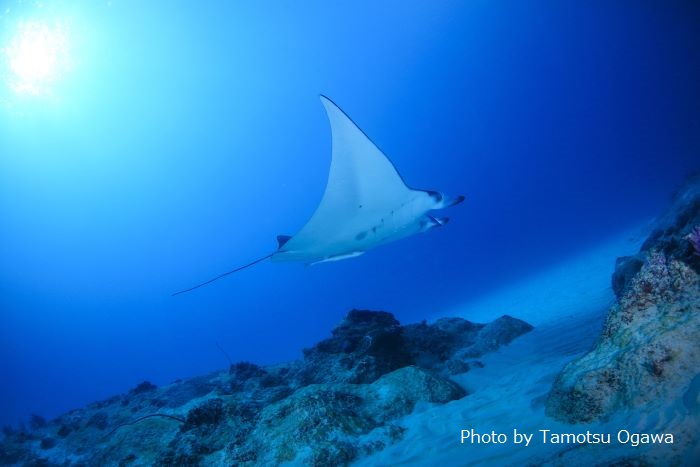 白砂の海底にある根がクリーニングステーションになっている