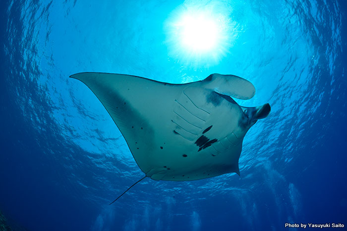 根のそばで待っていると、マンタの方からやって来てくれることも多い