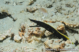 ハナヒゲウツボの幼魚は真っ黒。この時期はすべて雄だが、成魚になるとブルーと黄色に。さらに成長すると雌へ性転換し、全身が黄色に