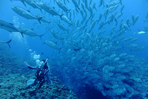 久米島の海で会える水深別生き物図鑑