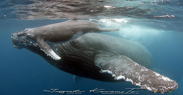 久米島近海に冬になるとやってくるザトウクジラ。水中で会える可能性も！  親子でいることも多い