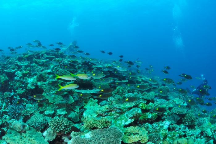 サンゴ礁の上に群れるノコギリダイやアカヒメジ。トロピカルなチョウチョウウオなども多数