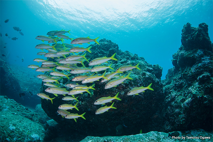 大物、魚群にも会えるポテンシャルの高さに多くのダイバーが毎年宮古島を訪れます