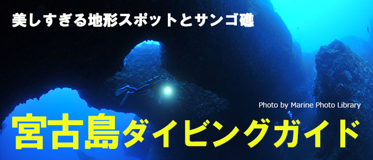 宮古島ダイビングガイド